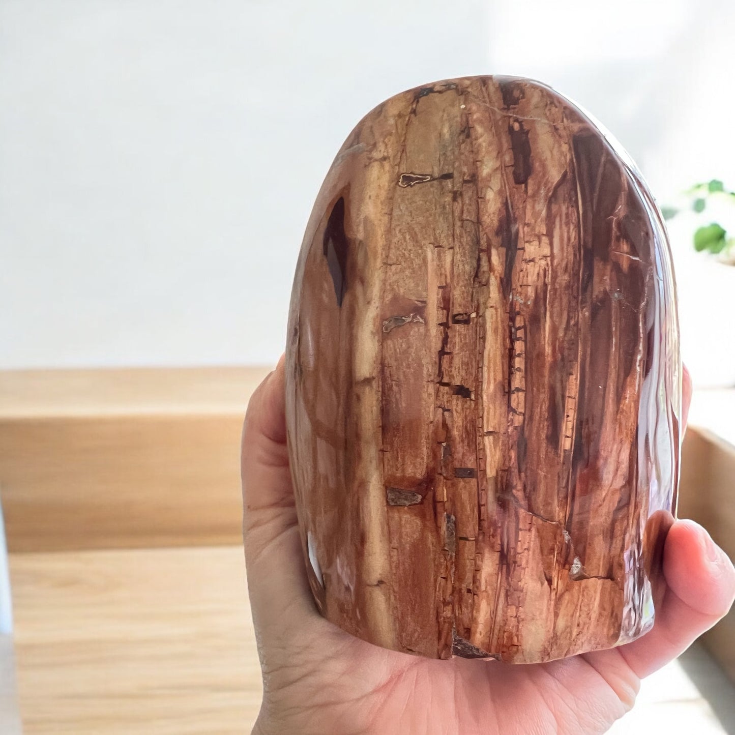 AAA Petrified wood with quartz Freeform from Madagascar