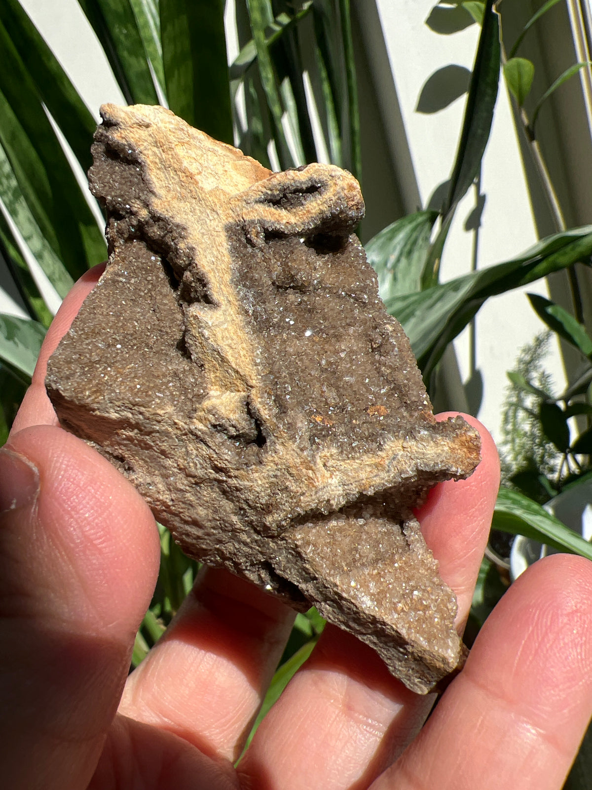 Druzy Petrified Wood