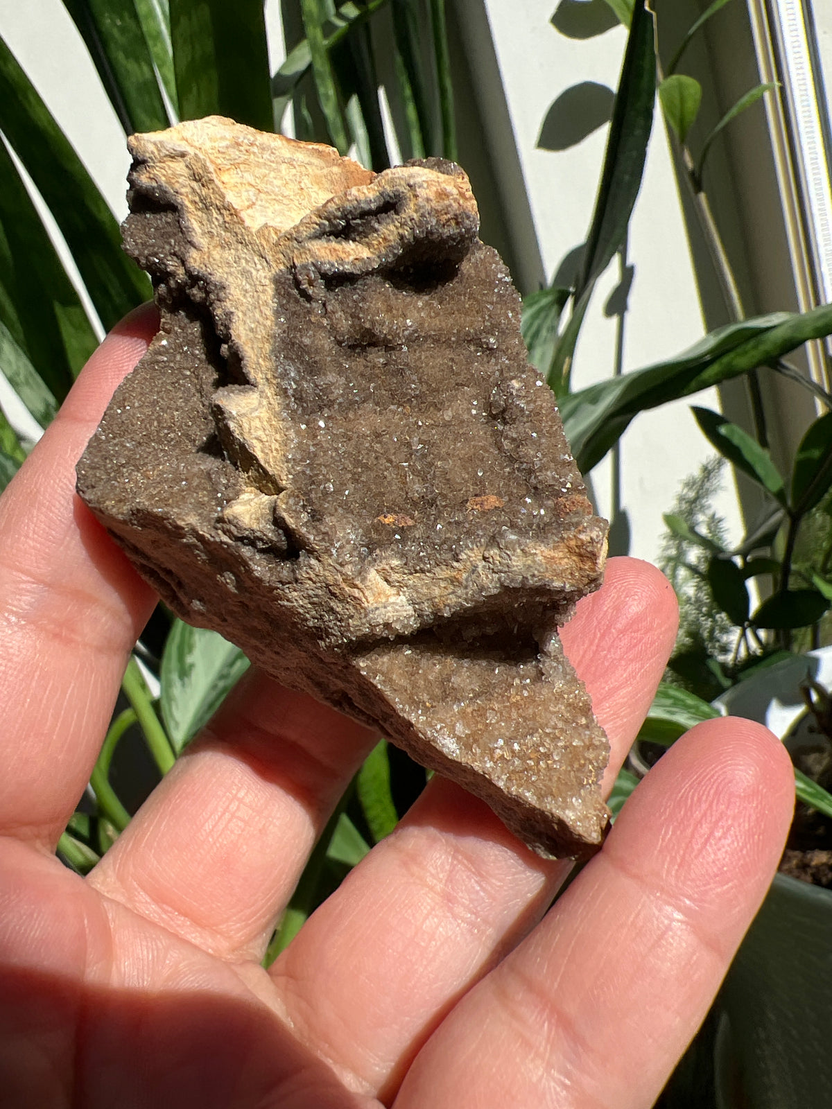 Druzy Petrified Wood